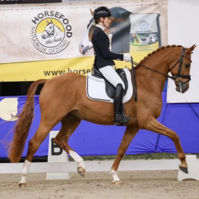 Horsefood dressuurtalent competitie voorselectie